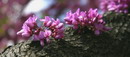 Judas-tree
